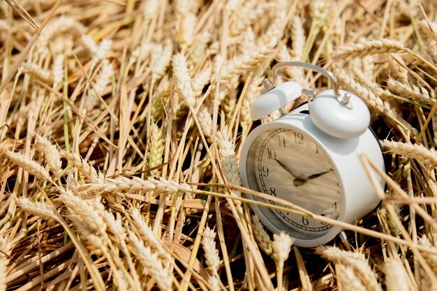 Sveglia vintage sul campo di grano