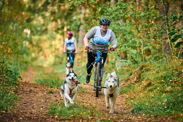 Svetly, oblast di Kaliningrad, Russia - 2 ottobre 2021 - Corsa di cani da slitta Bikejoring, cani Husky siberiani che tirano la bici con una donna grassoccia positiva per il corpo, competizione di corse di cani da slitta, stile di vita sano