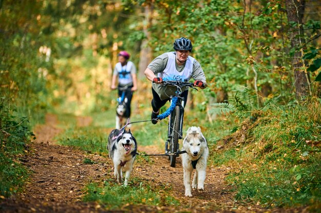 Svetly, oblast di Kaliningrad, Russia - 2 ottobre 2021 - Corsa di cani da slitta Bikejoring, cani Husky siberiani che tirano la bici con una donna grassoccia positiva per il corpo, competizione di corse di cani da slitta, stile di vita sano