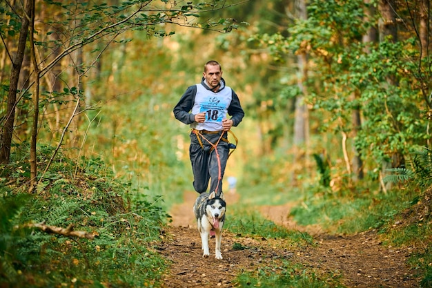 Svetly, oblast di Kaliningrad, Russia - 2 ottobre 2021 - Gara di mushing di cani Canicross, cane Husky siberiano che corre attaccato a corridore atletico, competizione sportiva autunnale di corse di cani da slitta