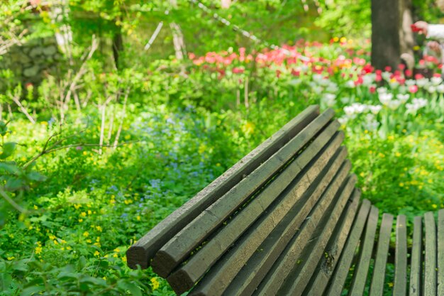 Svuoti il banco di legno nel parco di fioritura in primavera