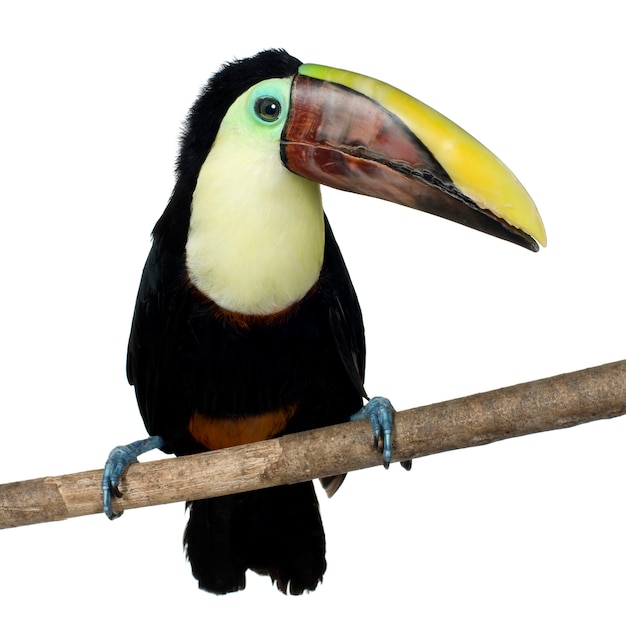 Swainson's Toucan su bianco