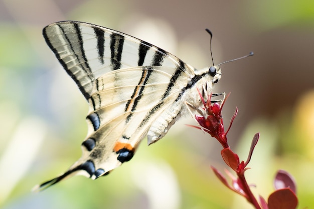 Swallow coda farfalla machaon primo piano ritratto