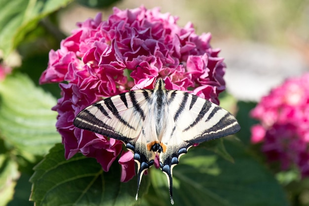 Swallow coda farfalla machaon primo piano ritratto