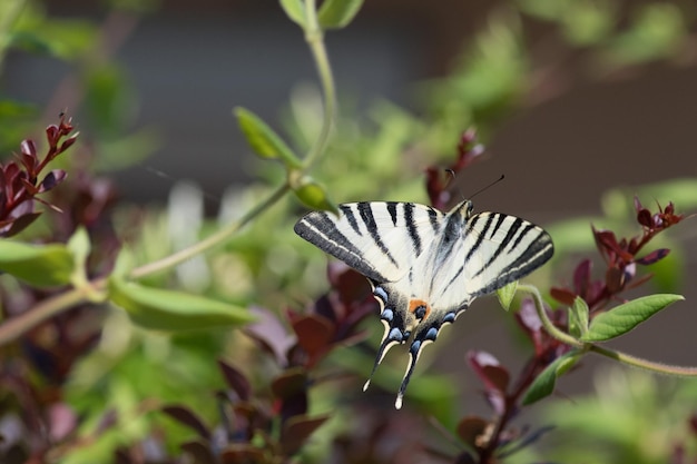 Swallow coda farfalla machaon primo piano ritratto