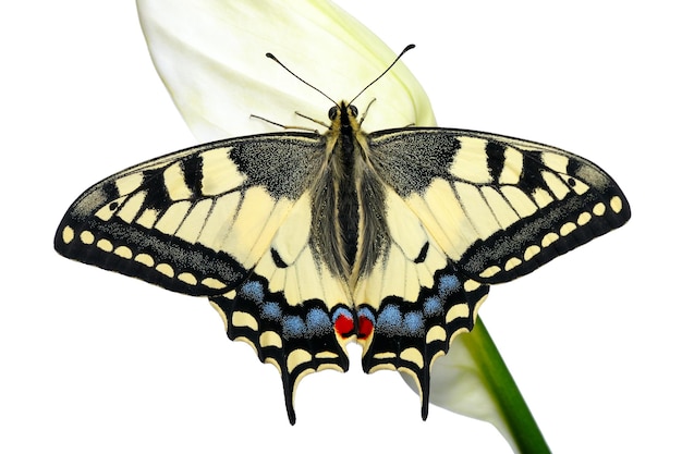 Swallowtail