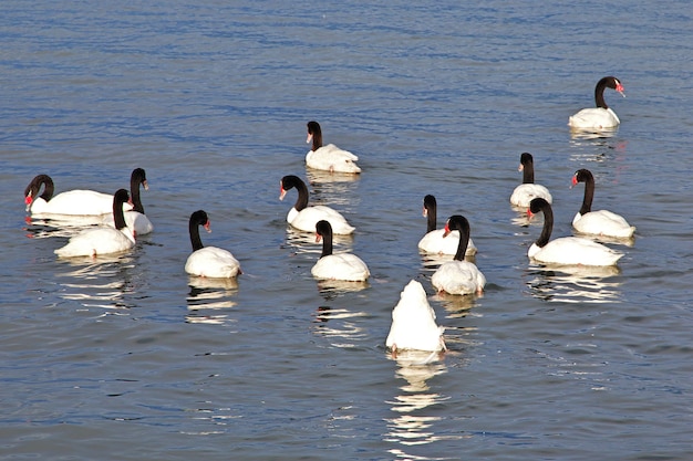 Swan a Puerto Natales del Cile