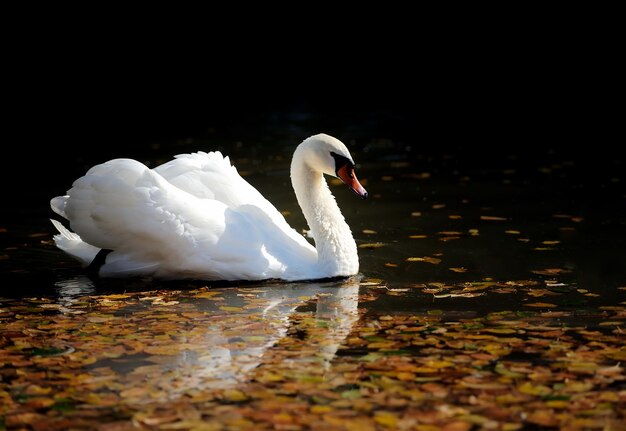 Swan che nuota nel lago