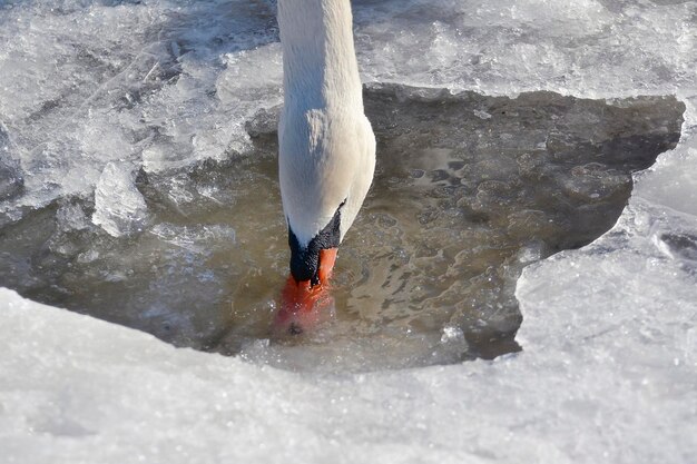 Swan Cygnus Cycnus in piedi e bere sul ghiaccio di un lago ghiacciato