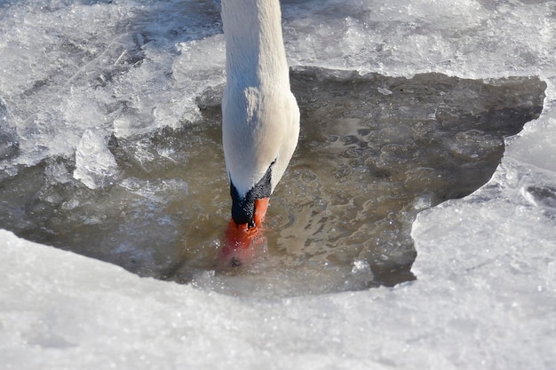 Swan Cygnus Cycnus in piedi e bere sul ghiaccio di un lago ghiacciato