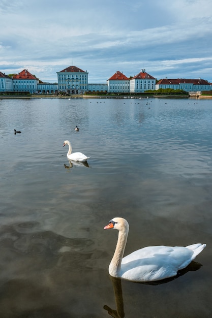 Swan in stagno vicino al palazzo di Nymphenburg Monaco di Baviera Baviera Germania