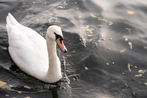 Swan in the wild nuoto in un fiume natura e concetto animale