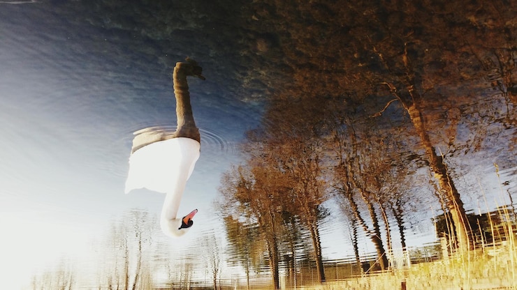 Photo swan on a lake