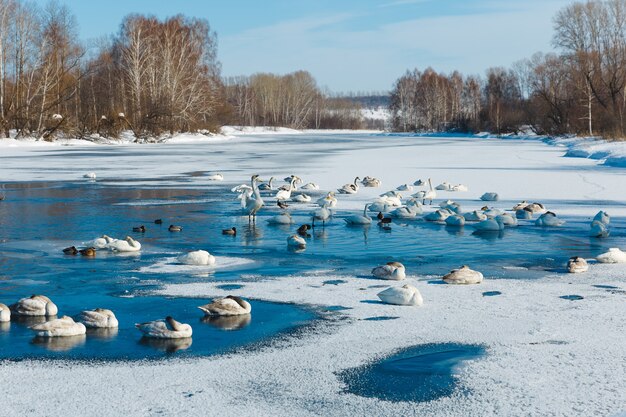 Swans dorme sul ghiaccio in un lago all'aperto