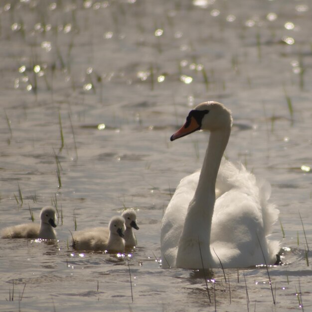 Swans