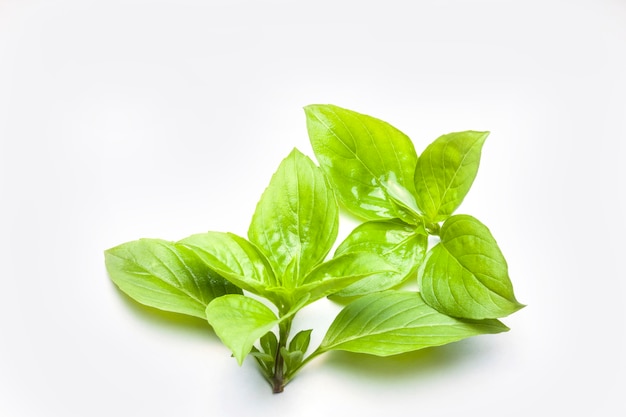 Sweet Basil isolato su uno sfondo bianco