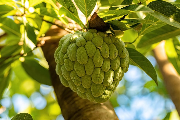 Sweetsop frutta verde