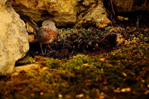 Sylvia undata - La silvia è una specie di uccello passeriforme della famiglia Sylviidae.