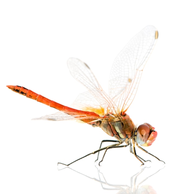 Sympetrum fonscolombei su bianco