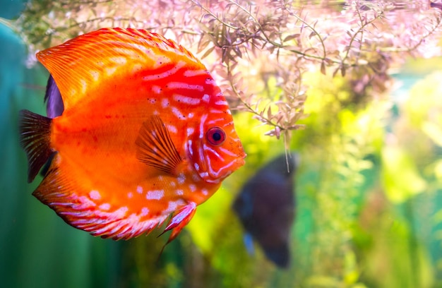 Symphysodon discus in un acquario su sfondo verde