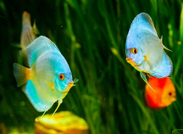 Symphysodon discus in un acquario su sfondo verde