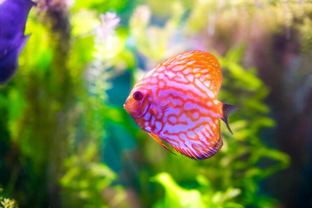 Symphysodon discus in un acquario su sfondo verde