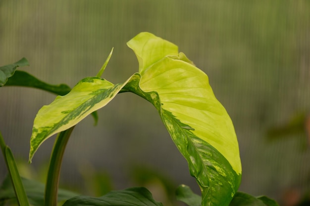 Syngonium area gialla variegatura pianta da interni e piante fogliame primo piano foglia