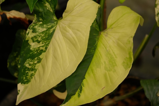 Syngonium area gialla variegatura pianta da interni e piante fogliame primo piano foglia