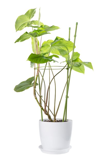 Syngonium in vaso isolato su bianco