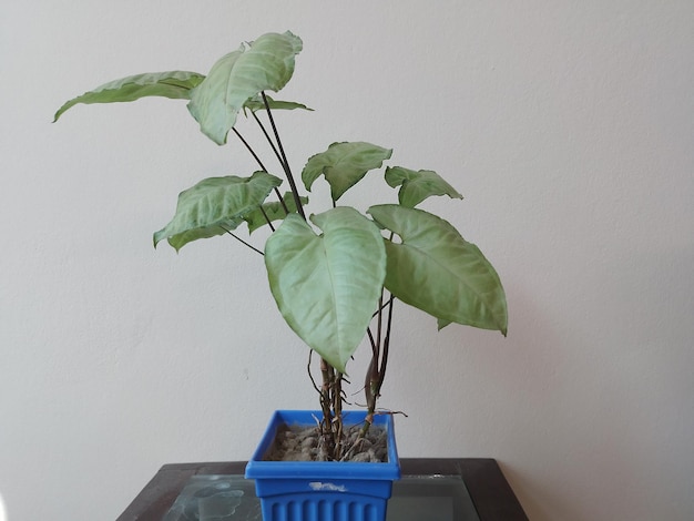 Syngonium pianta variegata in un vaso a casa