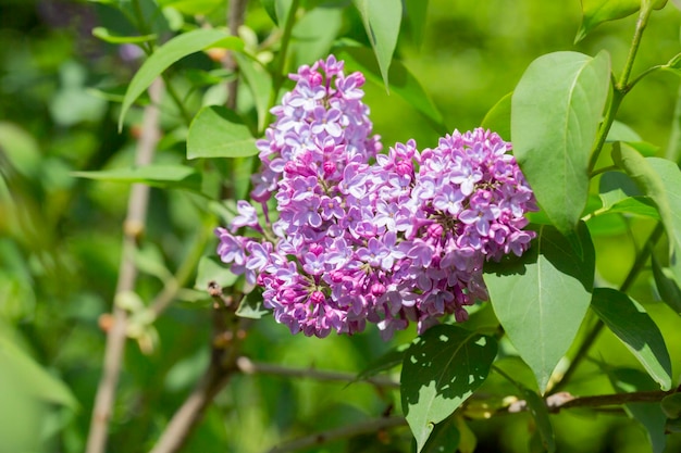 Syringa Rami fioriti di primo piano lilla Lussureggiante fioritura di lillà