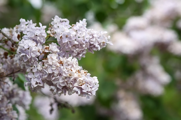 Syringa vulgaris pianta fiorita. Cespuglio di lillà porpora fragrante nel giardino di primavera in campagna.