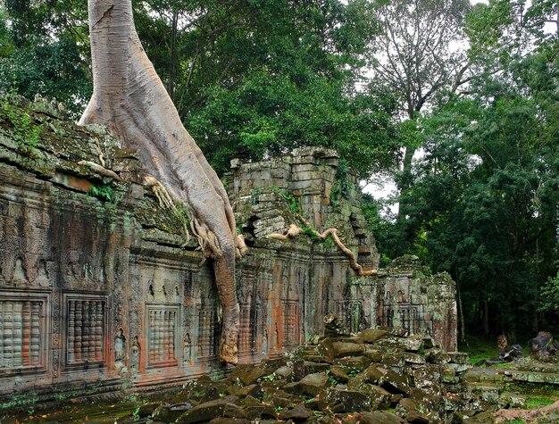 Ta Prohm