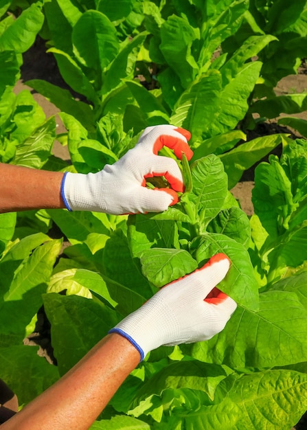 tabacco da pasto in una fattoria di tabacco. la donna rimuove i germogli laterali sul tabacco