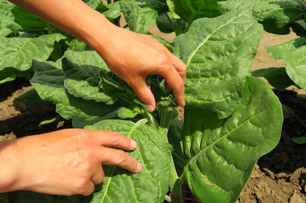 tabacco da pasto in una fattoria di tabacco la donna rimuove i germogli laterali sul tabacco