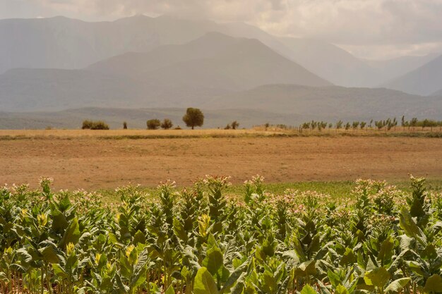 Tabacco Nicotiana tabacum che cresce ai piedi