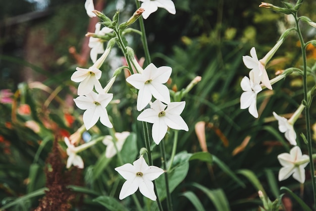 Tabacco persiano Nicotiana alata pianta fiorita bianca che cresce nel giardino