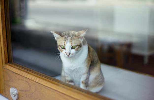 Tabby bianco e marrone del gatto sveglio che si siede dietro il vetro trasparente della porta dentro la casa