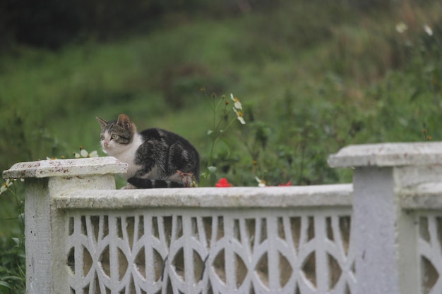 tabby domestico gatto a pelo corto che cammina su un murale basso guardando la fotocamera con curiosità