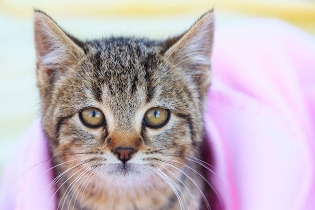 Tabby Kitten con coperta rosa