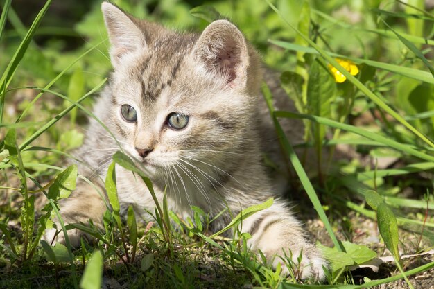 Tabby Kitten Gioca all&#39;esterno