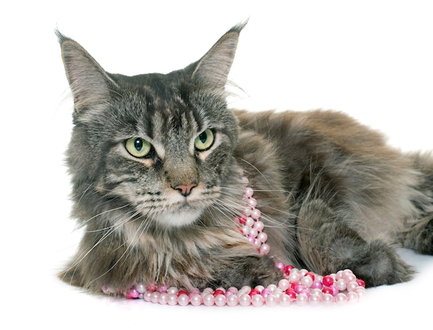 tabby maine coon