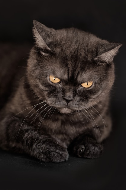 Tabby nero scozzese gatto dritto con gli occhi gialli