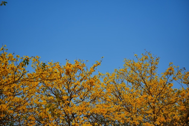 Tabebuia chrysantha Nichols Golden Tree Tallow Pui