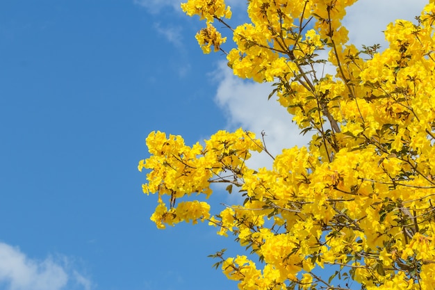 Tabebuia chrysantha o fiore di tromba d'oro o fiore di Tabebuia spectabilis con cielo blu