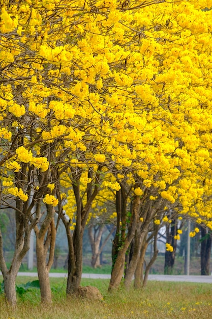Tabebuia chrysotrica fiori gialli