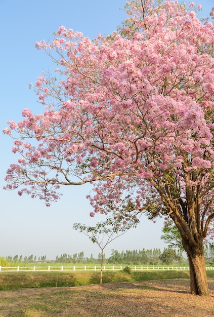 Tabebuia o albero fiore rosa tromba in piena fioritura davanti al campo verde