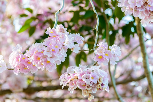 Tabebuia rosea è un albero e un cielo blu neotropicali del fiore rosa