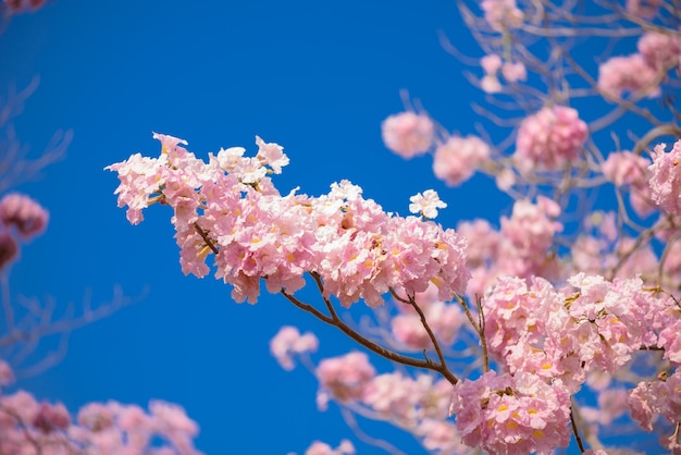 Tabebuia rosea è un albero e un cielo blu neotropicali del fiore rosa