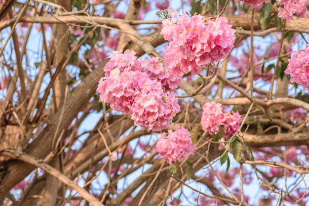 Tabebuia rosea è un albero neotropicale di fiori rosa. nome comune Albero di tromba rosa, poui rosa, tec rosa